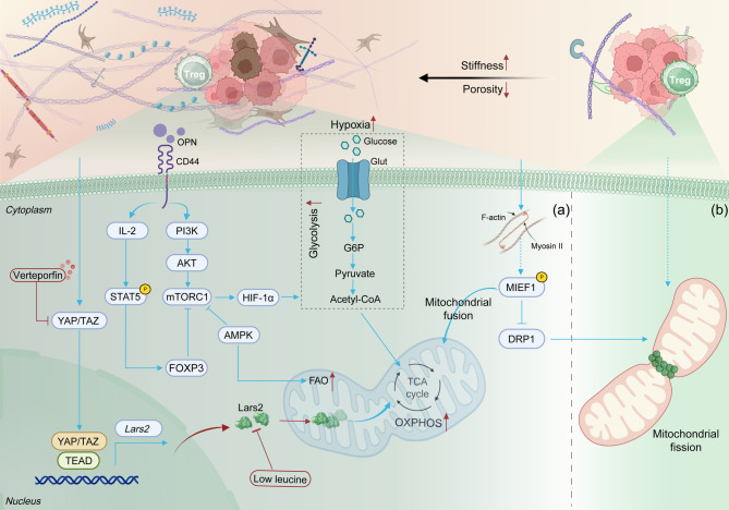 Biomechanics of the tumor extracellular matrix and regulatory T cells: regulatory mechanisms and potential therapeutic targets.