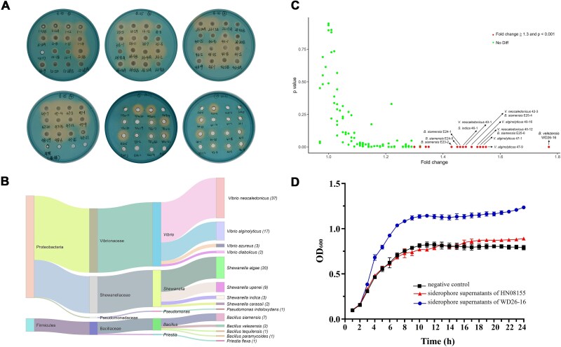 Probiotic paradox: bacillibactin from <i>Bacillus velezensis</i> drives pathogenic <i>Vibrio alginolyticus</i> proliferation through siderophore piracy.
