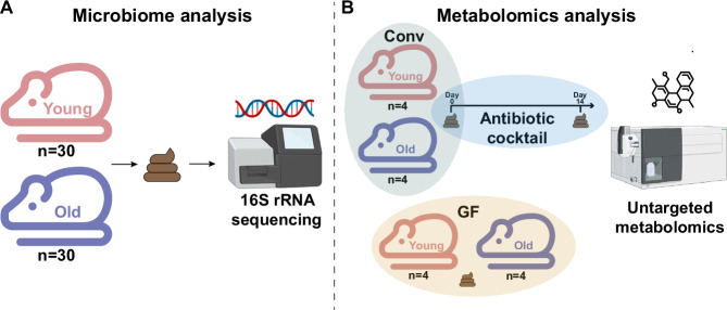 The microbiome is associated with obesity-related metabolome signature in the process of aging.