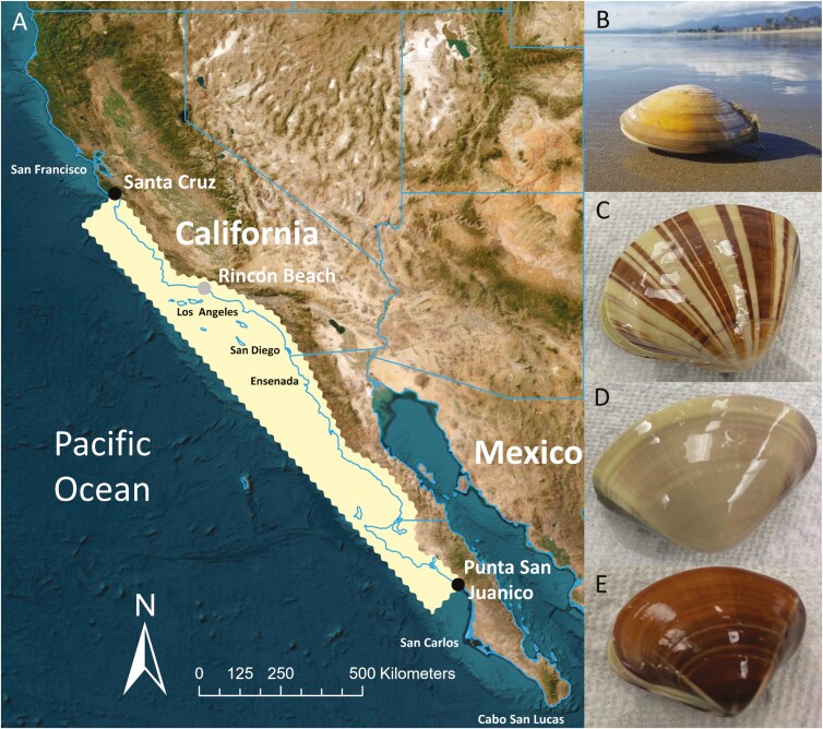A chromosome-length genome assembly for the Pismo clam, Tivela stultorum, a long-lived bivalve species severely impacted by overfishing.