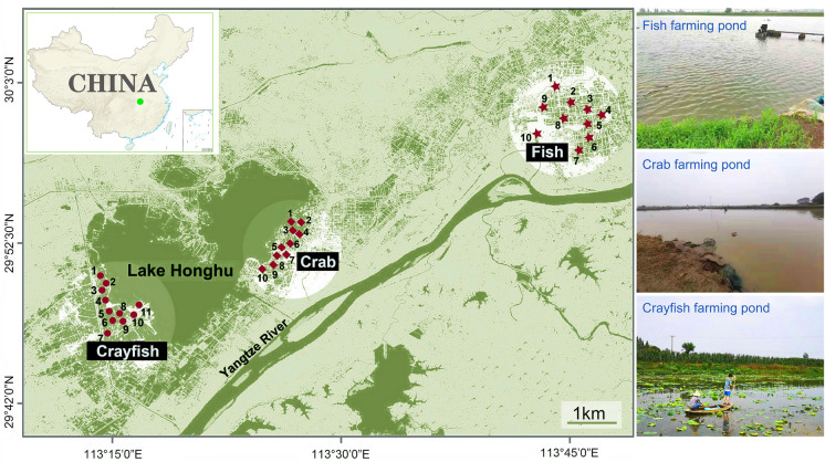 Diversity and assembly mechanisms of zooplankton communities in freshwater aquaculture ponds.