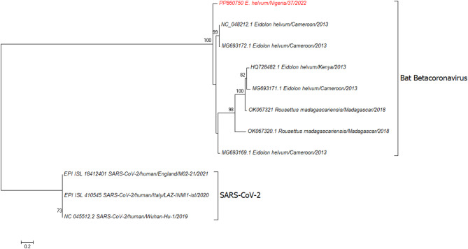 Cross-neutralising antibodies to SARS-CoV-2 in sera from straw-coloured fruit bats (Eidolon helvum) in Nigeria.