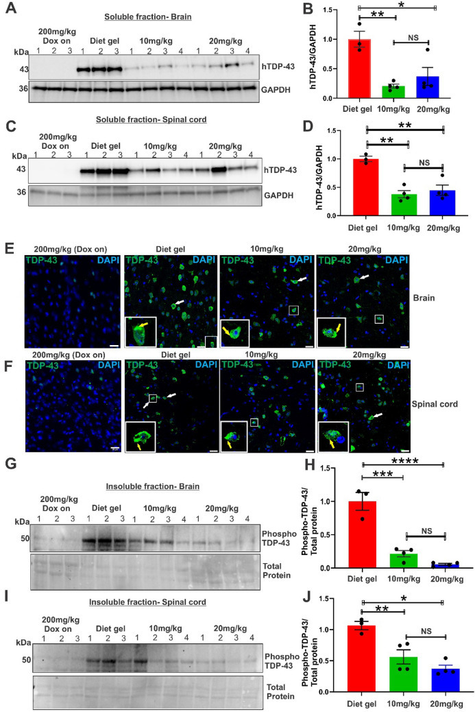 A Slower-Progressing TDP-43 rNLS8 Mouse Model for ALS: Implications for Preclinical and Mechanistic Studies.