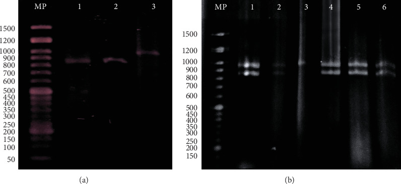 HWP1 Gene Sequence Diversity and Antifungal Susceptibility Patterns in Colombian Vulvovaginal Isolates of the <i>Candida albicans</i> Species Complex.