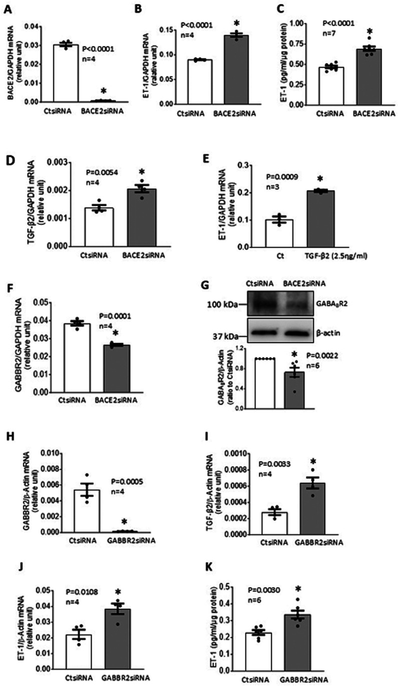 Inactivation of BACE2 stimulates release of endothelin-1 from human brain microvascular endothelial cells.