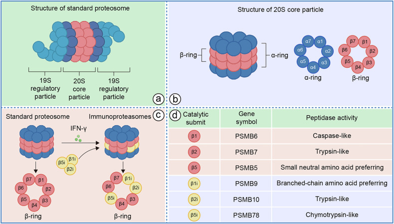 Current landscape of the immunoproteasome: implications for disease and therapy.