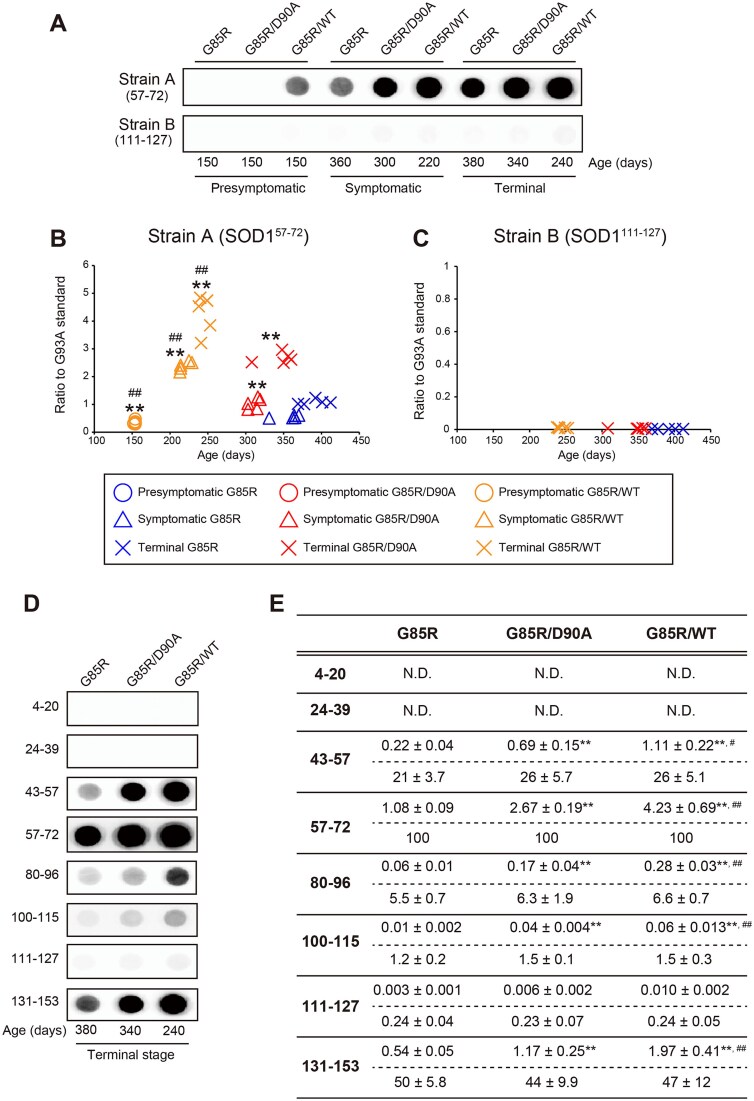 Diverse effects of coexpression of human SOD1 variants on motor neuron disease.