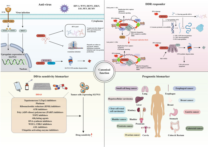 SLFN11, far from being limited to responding to cancer DNA damage.