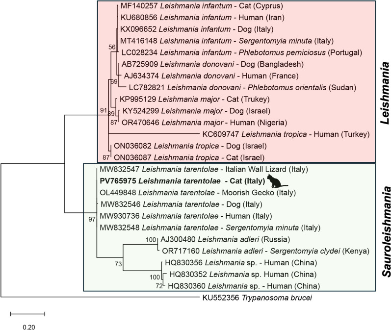 Leishmania (Leishmania) infantum and Leishmania (Sauroleishmania) tarentolae in outdoor cats and report of infection in feline-derived peripheral blood mononuclear cells.