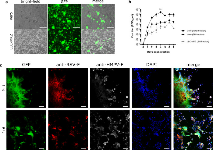 Metavac-RSV mucosal bivalent vaccine candidate protects cotton rats against pneumoviruses and is produced using serum-free cell culture in bioreactor.