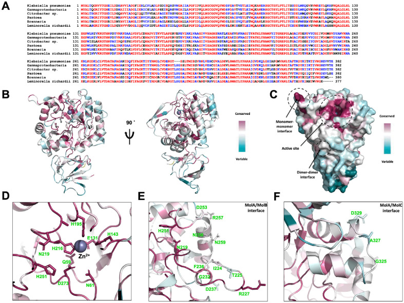 Structural Basis for Tetramerization of <i>Klebsiella pneumoniae</i> <i>N</i>-Acetylglucosamine-6-Phosphate Deacetylase.