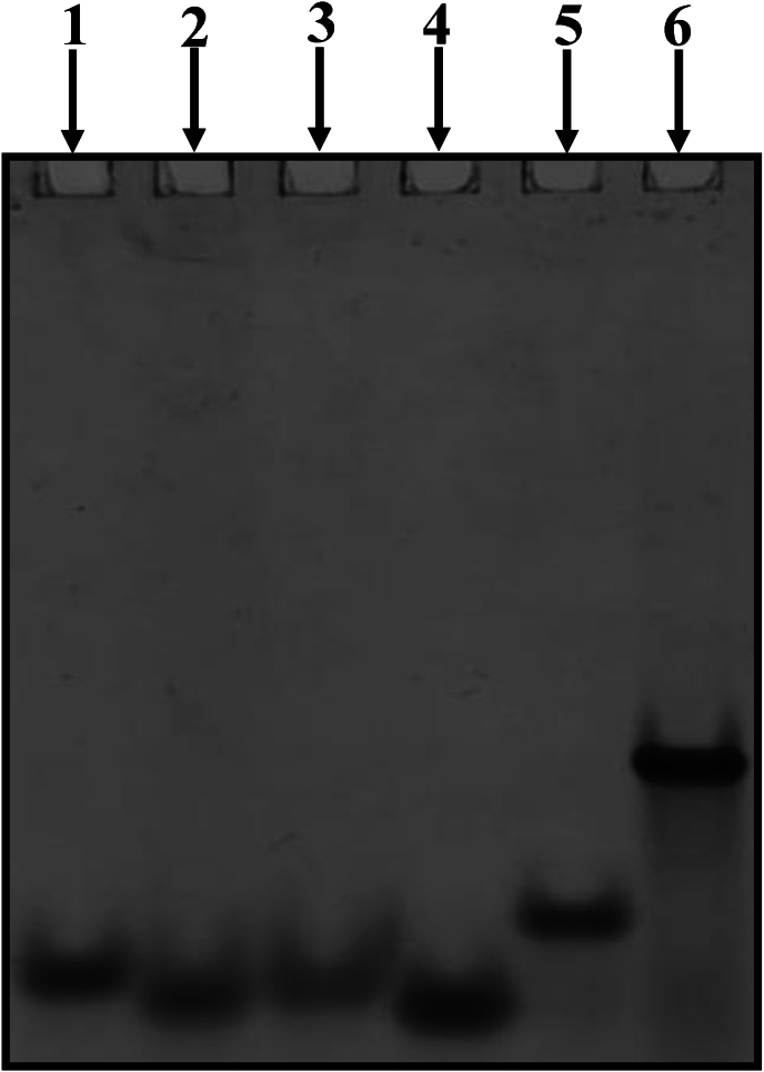 Na<sup>+</sup> selective structural switch from an intramolecular triplex to tetrad stabilised by non-canonical mispairs in double repeat of <i>Arabidopsis thaliana</i> telomere (T<sub>3</sub>AG<sub>3</sub>)<sub>2</sub>.