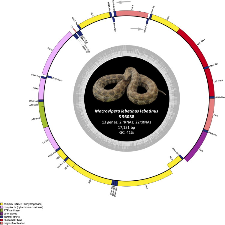 The cypriot blunt-nosed viper <i>Macrovipera lebetinus lebetinus</i>: complete mitochondrial genome revealed by next-generation sequencing.