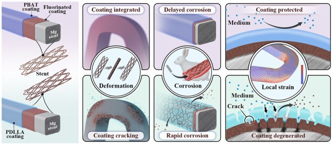 Protection mechanism investigation of a protective coating on magnesium alloy stents via deformation model construction and the simulation of cellular automata.