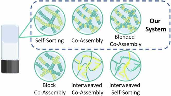 Self-sorting and co-assembly control in multicomponent supramolecular hydrogels with dual monomer and polymer statistical distribution.