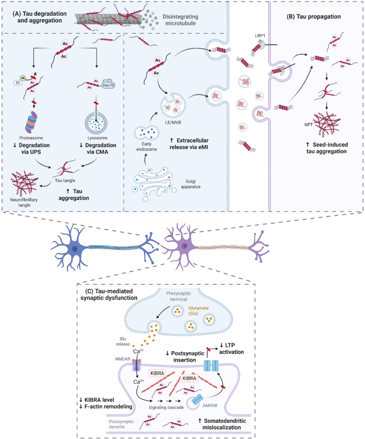 Decoding tau acetylation in Alzheimer's disease and tauopathies: from site-specific mechanisms to therapeutic horizons.