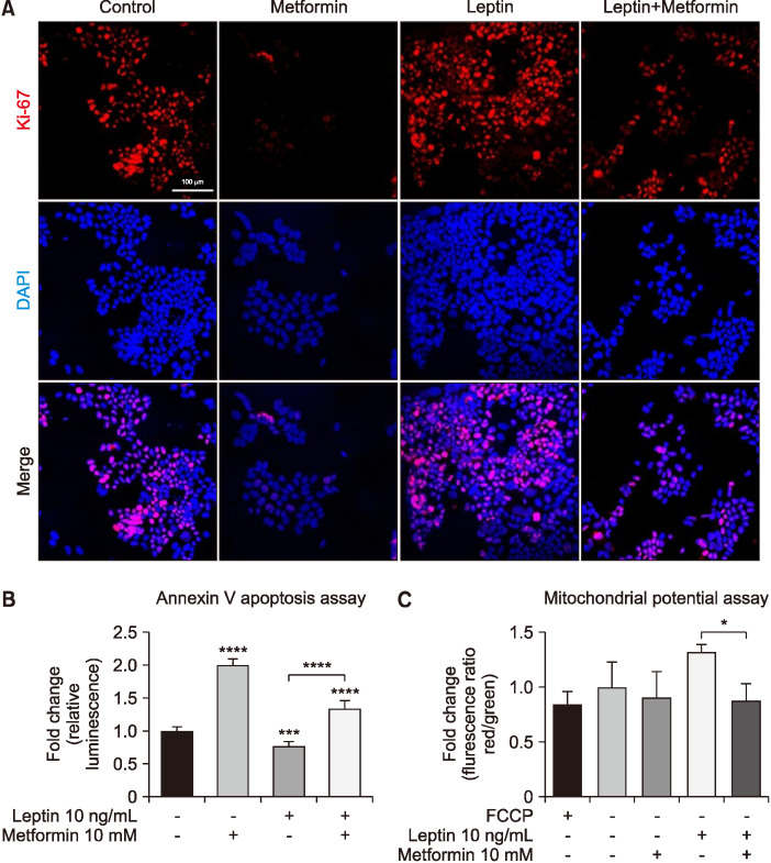 Antitumor Effects of Metformin in Squamous Cell Carcinoma under Leptin Treatment Conditions.