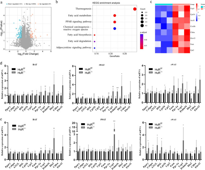 Adipose-specific HuR deletion protects against high-fat diet-induced obesity in mice through upregulating Ucp1 expression.
