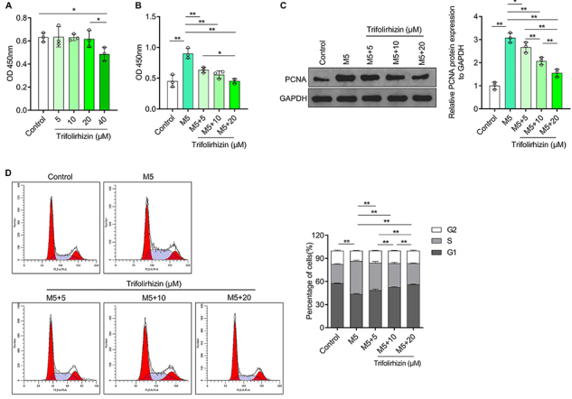 Trifolirhizin improves the hyperproliferation and excessive inflammatory response in human HaCaT keratinocytes and ameliorates skin lesions in psoriasis-like mouse models.
