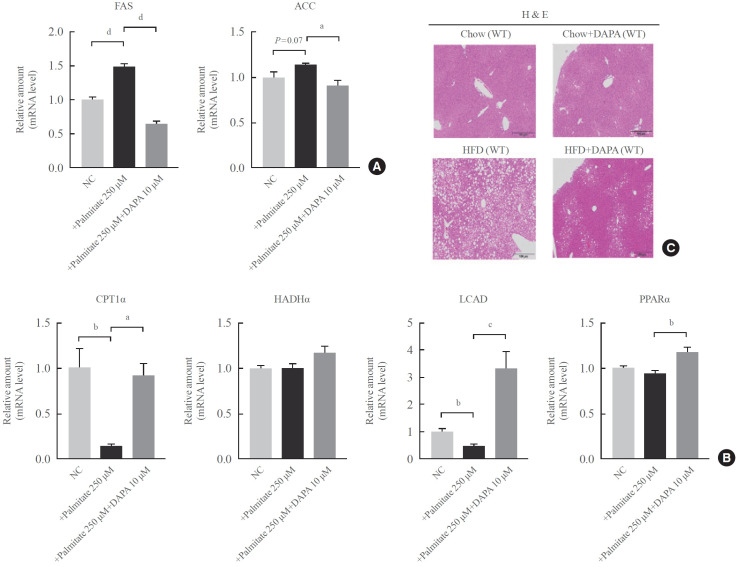 Sodium-Glucose Cotransporter-2 Inhibitor Enhances Hepatic Gluconeogenesis and Reduces Lipid Accumulation via AMPK-SIRT1 Activation and Autophagy Induction.