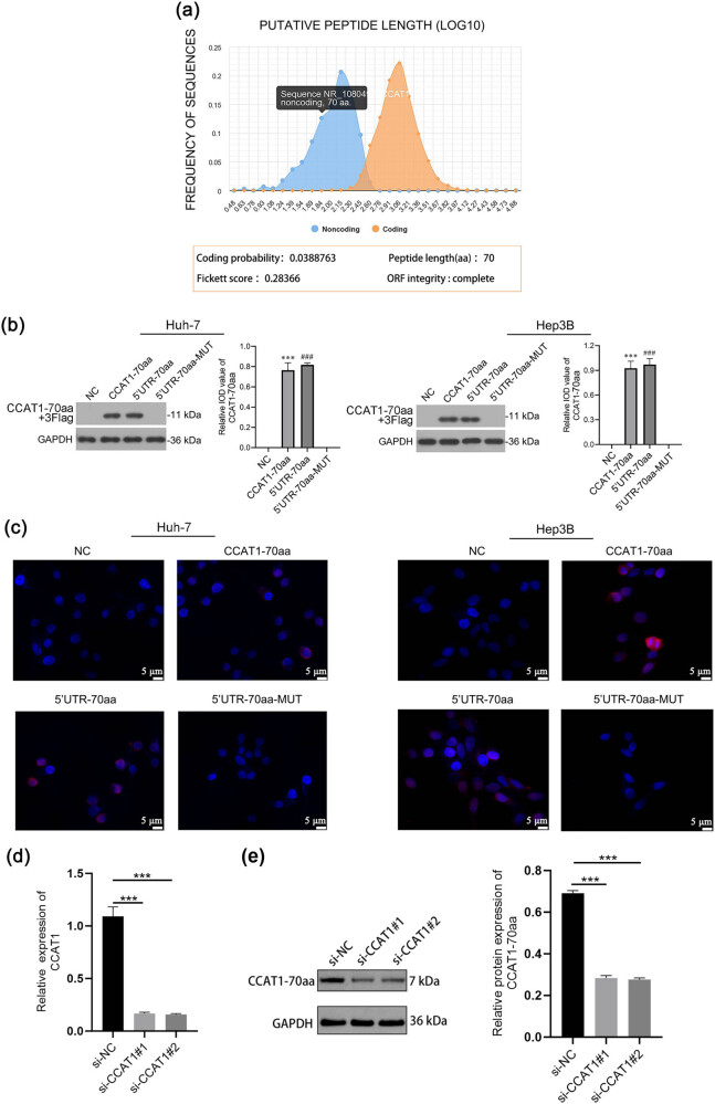 Peptide CCAT1-70aa promotes hepatocellular carcinoma proliferation and invasion via the MAPK/ERK pathway.
