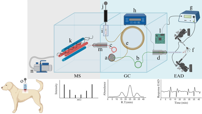 A simplified system for the detection of antennal responses to host-borne volatile organic compounds in sand flies.