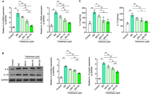 Trifolirhizin improves the hyperproliferation and excessive inflammatory response in human HaCaT keratinocytes and ameliorates skin lesions in psoriasis-like mouse models.