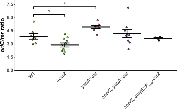 DNA replication initiation timing is important for maintaining genome integrity.