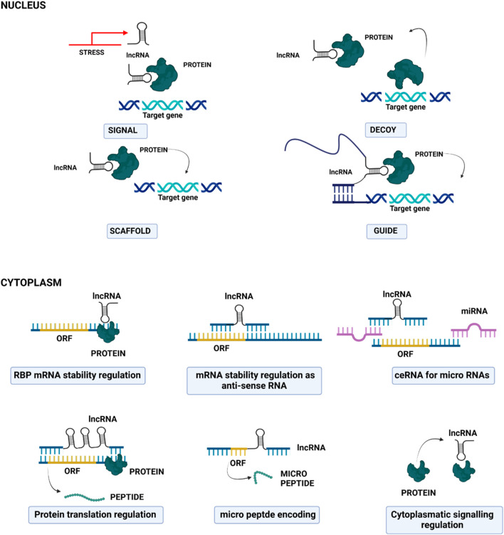 Non-coding RNAs as novel biomarkers and therapeutic targets in breast cancer.