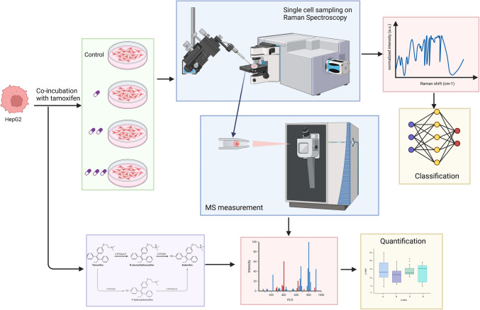 Single-cell Raman and mass spectrometry analysis to probe cellular heterogeneity in tamoxifen uptake and metabolism