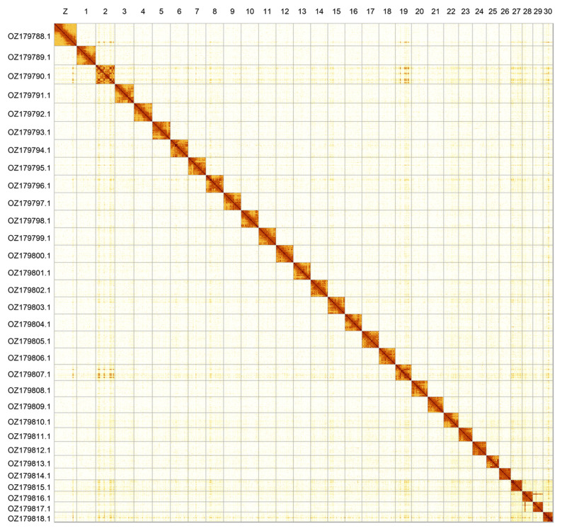 The genome sequence of the Pine Beauty, <i>Panolis flammea</i> (Denis & Schiffermüller), 1775 (Lepidoptera: Noctuidae).