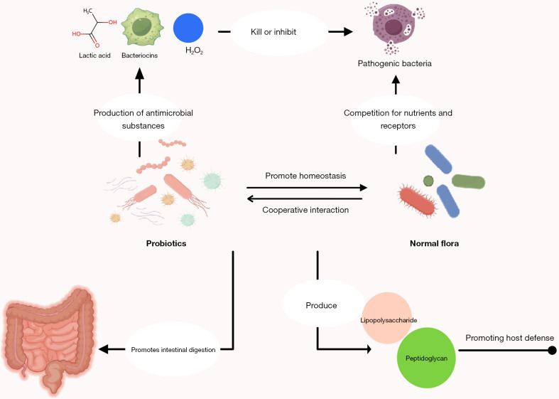 Formation of gut microbiota and application of microecological regulators in children.