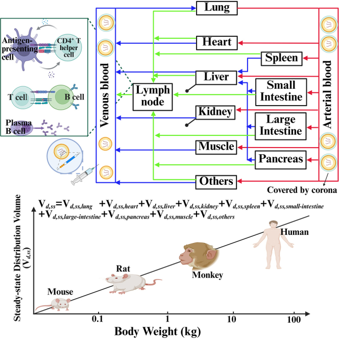 Pharmacometric modeling of lipid nanoparticle-encapsulated mRNA therapeutics and vaccines: A systematic review.