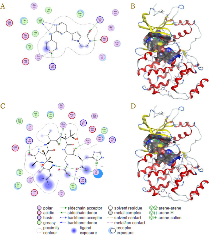 Peptide-based drug as atherosclerosis multitarget therapy from <i>Lytechinus variegatus</i> spine: An in silico study.