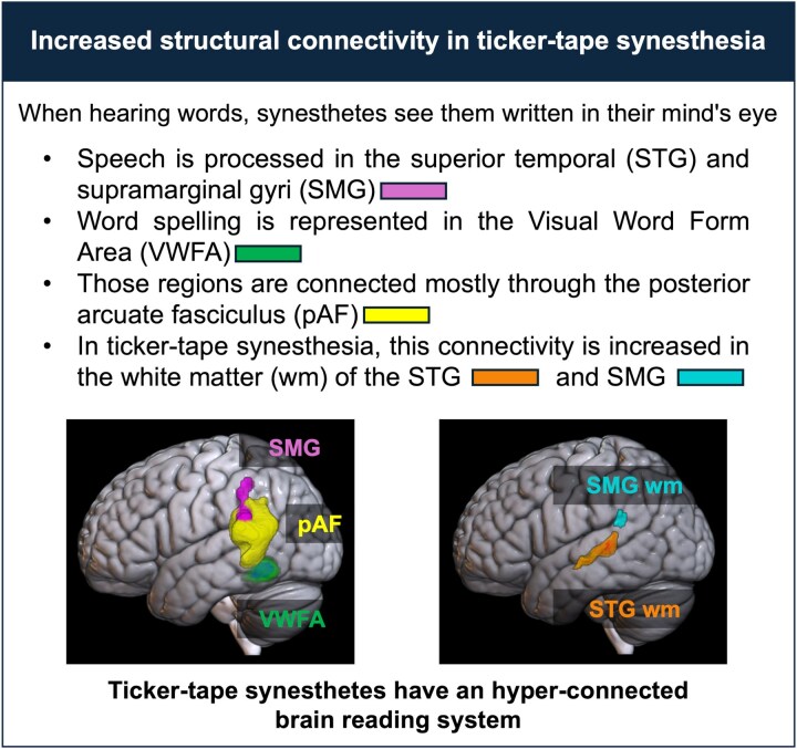 Bridging speech and sight: white matter anatomy in ticker-tape synaesthesia.