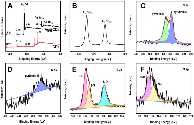 PMMA bone cement with AgNP@CDs nanocomposite for infection control and inflammation mitigation.