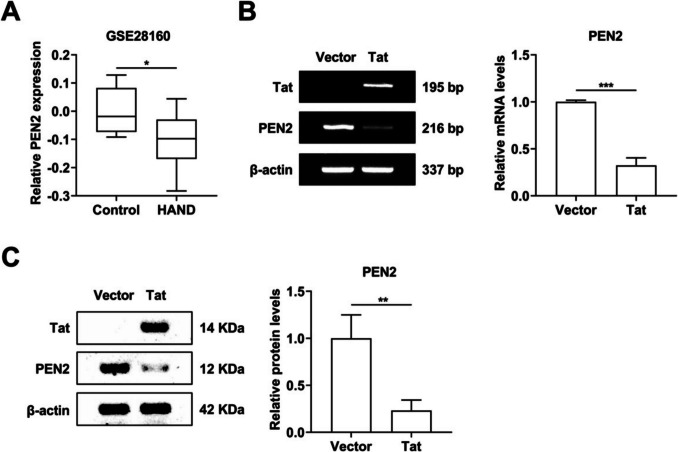 Metformin promotes PEN2 expression to attenuate microglia-mediated neurotoxicity induced by HIV-1 Tat.
