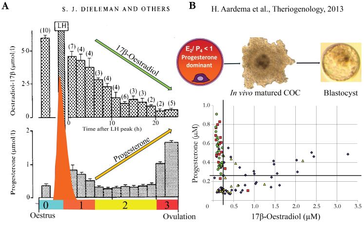 Metabolic and endocrinologic interplay in the peri-ovulatory follicle to support the cumulus-oocyte-complex towards full competence.