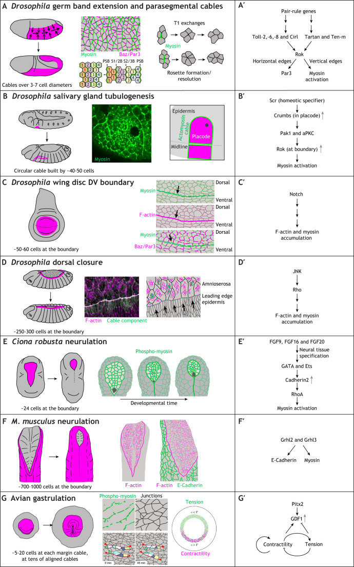 Supracellular actomyosin assemblies: master coordinators of development.