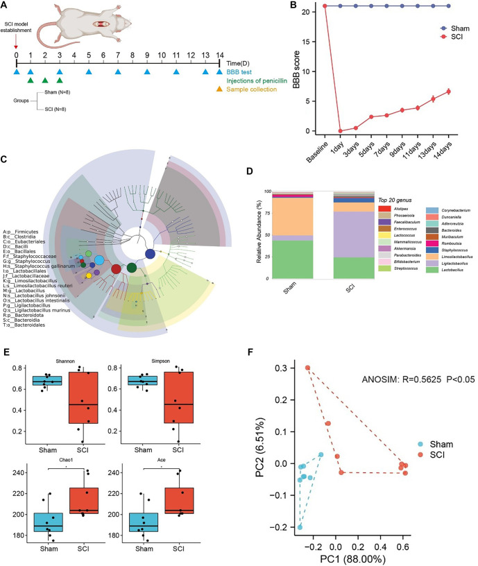 Metagenomic and metabolomic analysis of gut microbiome's role in spinal cord injury recovery in rats.