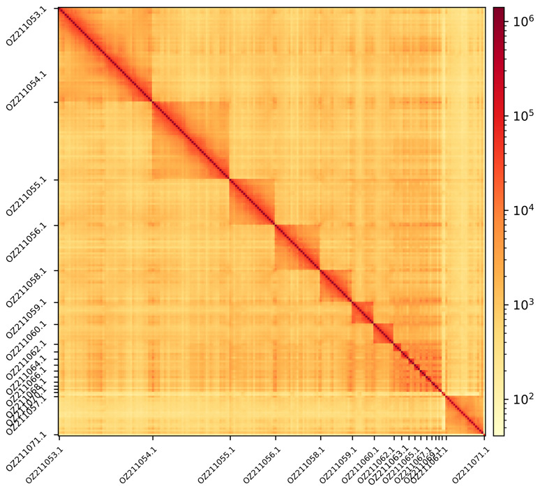 ERGA-BGE Genome of the viperine water snake ( <i>Natrix maura</i>): a key species for evolutionary insights of freshwater snakes.