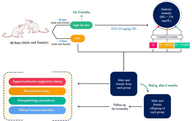 The beneficial effect of gamma aminobutyric acid on diabetic nephropathy in type 2 diabetic rat model and their offspring.