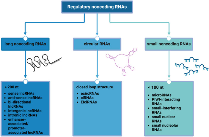 Non-coding RNAs as novel biomarkers and therapeutic targets in breast cancer.