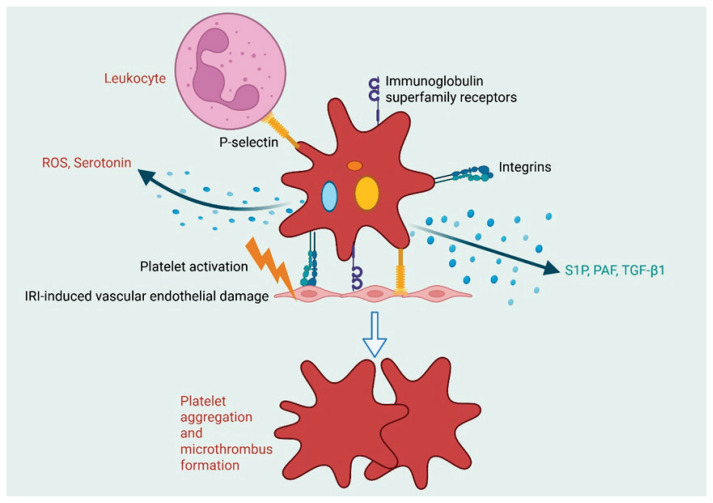 Platelet Membrane-Camouflaged Biomimetic Drug Delivery Systems for Ischemia-Reperfusion Injury: Targeted Therapeutic Strategies.