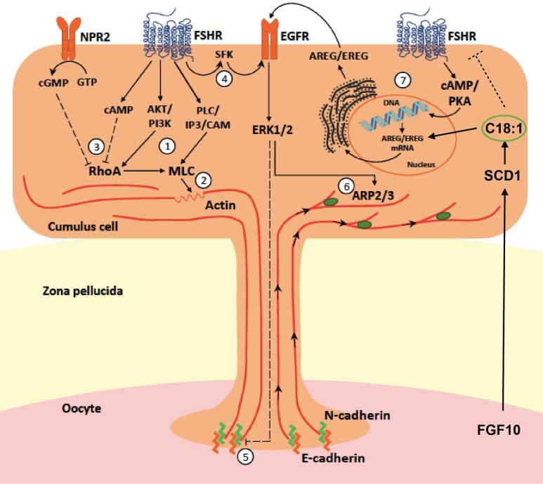 Metabolic and endocrinologic interplay in the peri-ovulatory follicle to support the cumulus-oocyte-complex towards full competence.