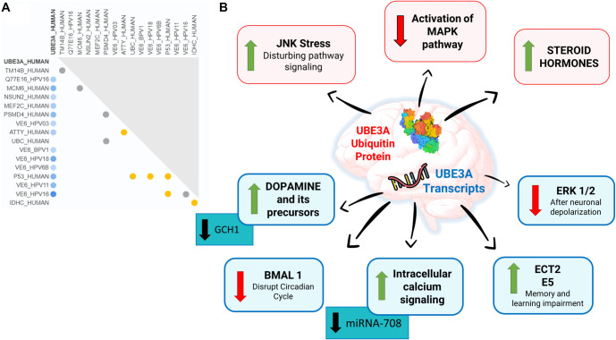 Molecular aspects of Angelman Syndrome: Defining the new path forward.