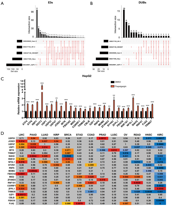 A novel prognostic model based on endoplasmic reticulum stress-associated E3 ligases and deubiquitinating enzymes in hepatocellular carcinoma.