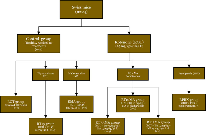 Thymoquinone and madecassoside improve motor function in a rotenone-induced mouse model of early Parkinson's disease: Role of dopamine, alpha-synuclein and mBDNF.