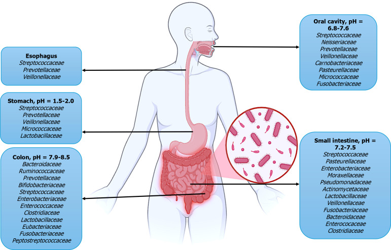 Prebiotic, probiotic, and postbiotic properties of fermented corn starch and their application in type 2 diabetes management.