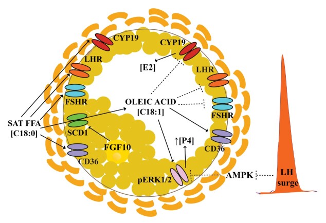 Metabolic and endocrinologic interplay in the peri-ovulatory follicle to support the cumulus-oocyte-complex towards full competence.